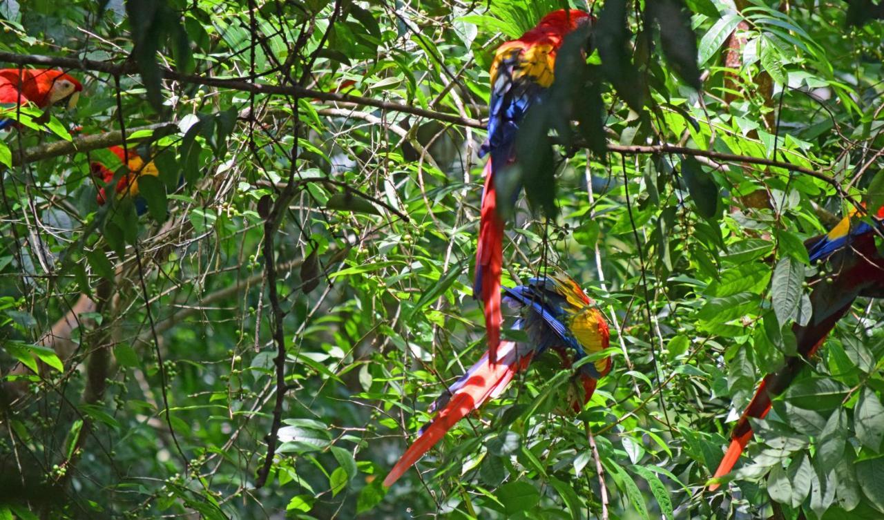 La Montanita Lodge Manuel Antonio Exteriér fotografie